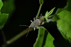 Catoptes binodis