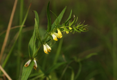 Melampyrum pratense