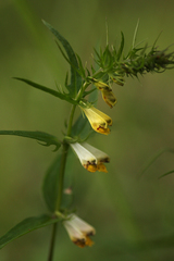 Melampyrum pratense