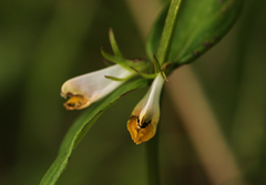 Melampyrum pratense