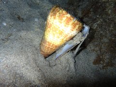 Conus canariensis