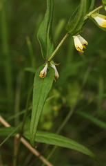 Melampyrum pratense