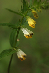 Melampyrum pratense