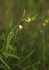 Melampyrum pratense