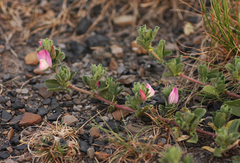 Ononis spinosa procurrens