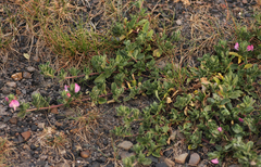 Ononis spinosa procurrens