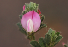 Ononis spinosa procurrens