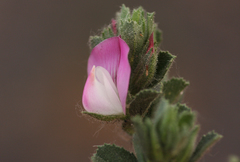 Ononis spinosa procurrens