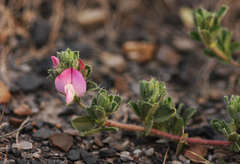 Ononis spinosa procurrens