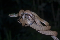 Boiga nigriceps