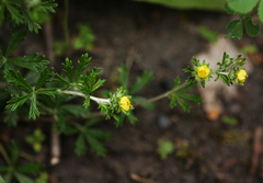 Potentilla argentea