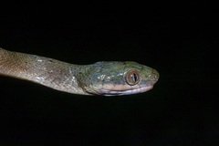 Boiga nigriceps