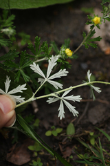 Potentilla argentea