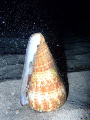 Conus canariensis