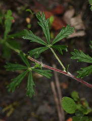 Potentilla argentea