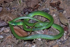 Gonyosoma