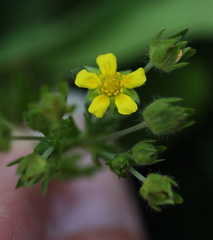 Potentilla intermedia