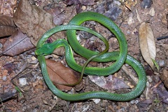 Gonyosoma