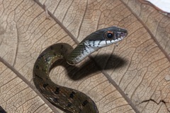 Specklebelly Keelback photo 3
