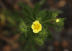 Potentilla recta