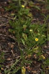 Potentilla recta
