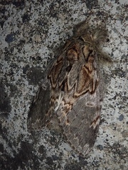 Peridea lativitta