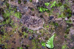 Liphistius malayanus