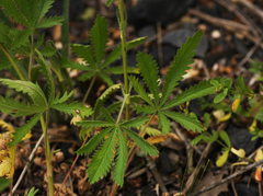 Potentilla recta