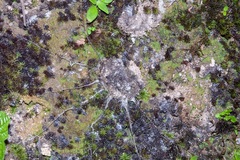 Liphistius malayanus