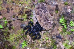 Liphistius malayanus