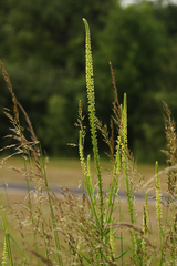 Reseda luteola