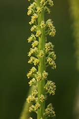 Reseda luteola