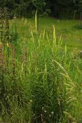 Reseda luteola