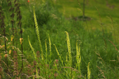 Reseda luteola