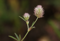 Trifolium arvense