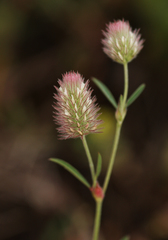 Trifolium arvense