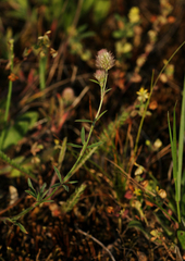 Trifolium arvense