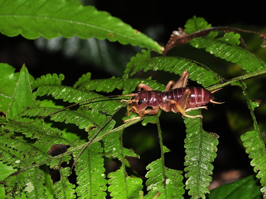 Borneo giant cricket from Borneo Highlands, Kuching, Sarawak, Malaysia ...