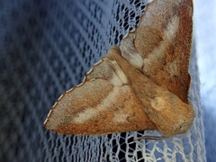 Phyllodesma japonica