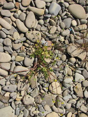 Ranunculus marginatus