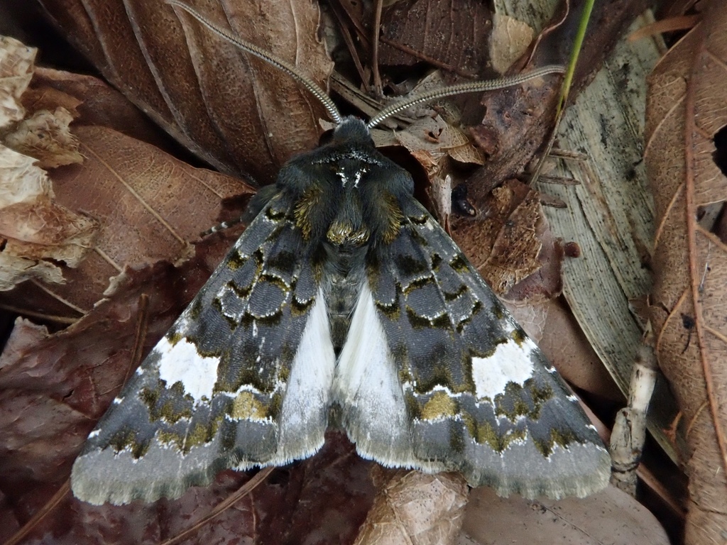 Valeria dilutiapicata