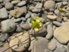 Ranunculus marginatus