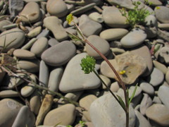 Ranunculus marginatus