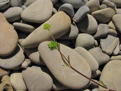 Ranunculus marginatus