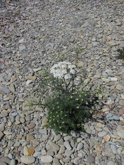 Astrodaucus littoralis