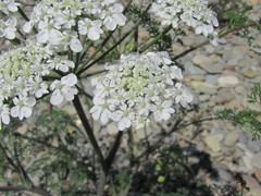 Astrodaucus littoralis