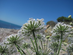 Astrodaucus littoralis