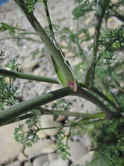 Astrodaucus littoralis