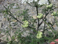 Astrodaucus littoralis