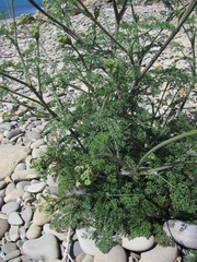 Astrodaucus littoralis